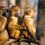 Baboon group - from Pixabay